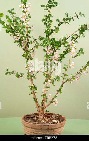 Barbados-Kirsche (Malpighia Oxycocca) Blüte, Nahaufnahme gedreht, grüner Hintergrund Stockfoto