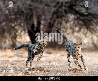 Cheetah Cubs (Acinonyx Jubatus) laufen Malilangwe Wildlife Reserve Simbabwe Afrika Stockfoto