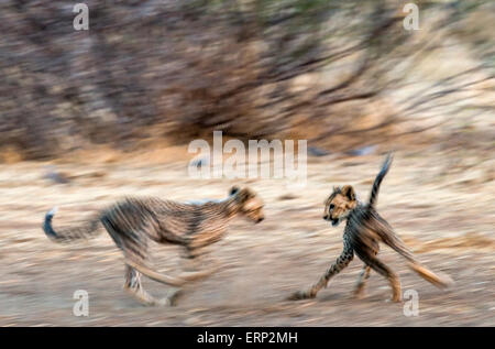 Jungtiere der Gepard (Acinonyx Jubatus) laufen und spielen Malilangwe Wildlife Reserve Simbabwe Afrika Stockfoto