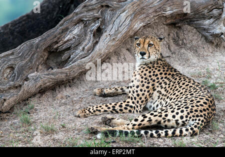 Erwachsene Geparden (Acinonyx Jubatus) ruht unter einem Baum im Hwange Nationalpark Simbabwe Afrika Stockfoto