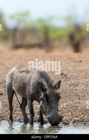Gemeinsamen Warzenschwein (Phacochoerus Africanus) trinken Wasser Malilangwe Wildlife Reserve Simbabwe Afrika Stockfoto