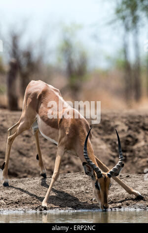 Männlichen Impala (Aepyceros Melampus) trinken Wasser Malilangwe Wildlife Reserve Simbabwe Afrika Stockfoto