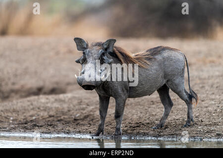 Gemeinsamen Warzenschwein (Phacochoerus Africanus) Malilangwe Wildlife Reserve Simbabwe Afrika Stockfoto