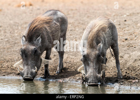 Gemeinsamen Warzenschweine (Phacochoerus Africanus) Trinkwasser Malilangwe Wildlife Reserve Simbabwe Afrika Stockfoto