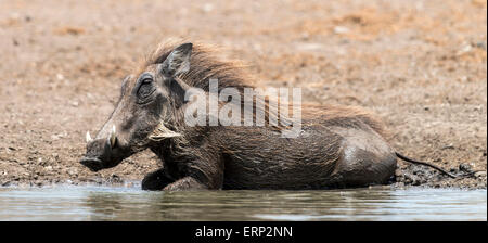 Gemeinsamen Warzenschwein (Phacochoerus Africanus) Baden Malilangwe Wildlife Reserve Simbabwe Afrika Stockfoto