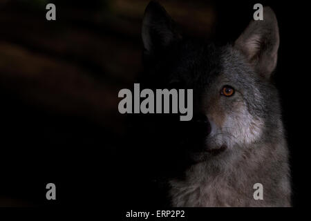 Porträt eines grauen Wolfes im morgendlichen Sonnenlicht. Stockfoto