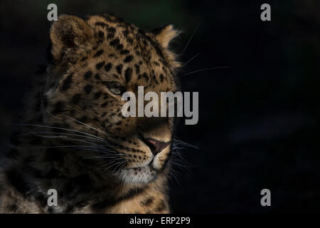 Porträt der Amur-Leopard im morgendlichen Sonnenlicht. Stockfoto