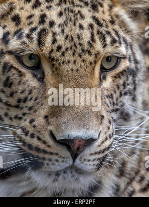 Porträt eines persischen Leoparden. Stockfoto