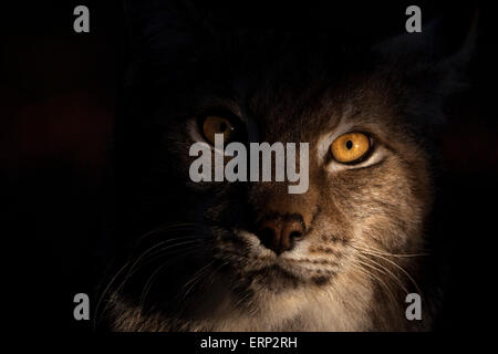 Porträt einer Eurasischen Luchs im morgendlichen Sonnenlicht. Stockfoto