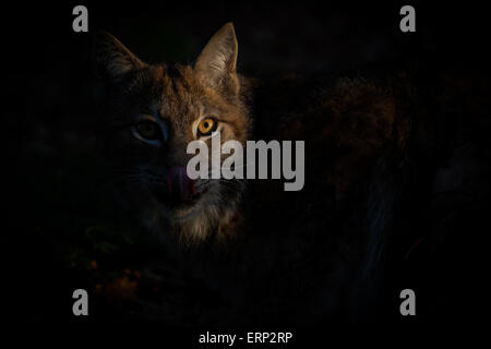 Porträt einer Eurasischen Luchs im morgendlichen Sonnenlicht Stockfoto