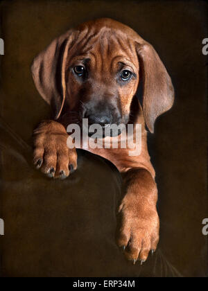 7 Wochen alten Welpen Rhodesian Stockfoto