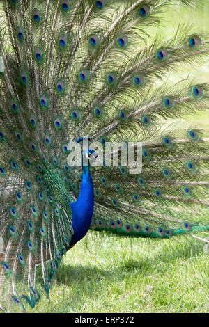 Pavo Cristatus. Anzeige von Pfau Federn Stockfoto