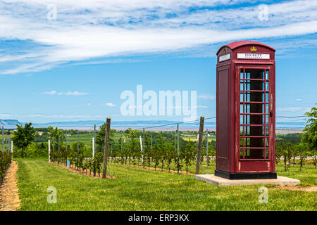 Britische Telefonzelle unter den Reben im Weinberg in der Nähe von Wolfville luckett im Annapolis Valley in Nova Scotia. Stockfoto