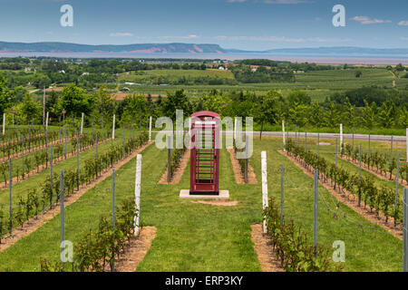 Britische Telefonzelle unter den Weinreben im Luckett Weinberg in der Nähe von Wolfville im Annapolis Valley in Nova Scotia. Stockfoto