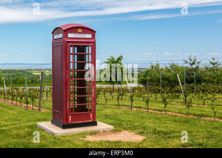 Britische Telefonzelle unter den Reben im Weinberg in der Nähe von Wolfville luckett im Annapolis Valley in Nova Scotia. Stockfoto