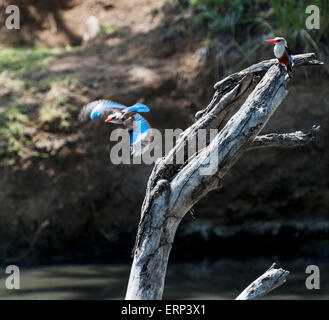 Zwei unter der Leitung von grau Eisvögel (Halcyon Leucocephala) Mara Naboisho Conservancy Kenia Afrika Stockfoto