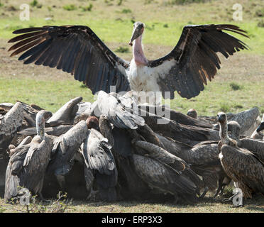 Marabou Storch (Leptoptilos Crumeniferus) und Geier füttern Masai Mara National Reserve Kenia Afrika Stockfoto