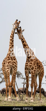Masai-Giraffen (Giraffa Plancius Tippelskirchi) Naboisho Conservancy Kenia Afrika Stockfoto