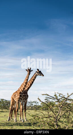 Masai-Giraffen (Giraffa Plancius Tippelskirchi) Naboisho Conservancy Kenia Afrika Stockfoto