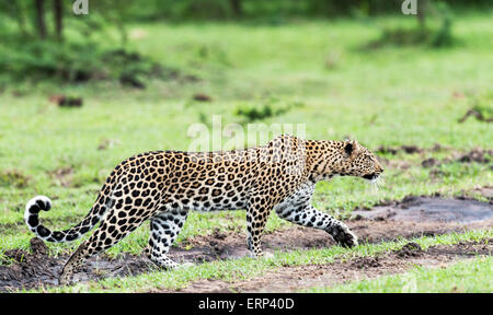 Erwachsene weibliche Leoparden (Panthera Pardus) in stalking Position Mara North Conservancy Kenia Afrika Stockfoto