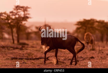 Erwachsene männliche Löwe (Panthera Leo) zu Fuß in der Dämmerung und Gnus Mara Naboisho Conservancy Kenia Afrika Stockfoto