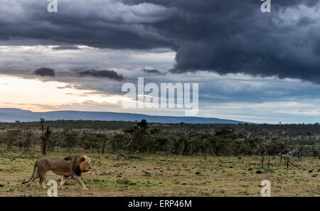 Erwachsene männliche Löwe (Panthera Leo) zu Fuß Mara Naboisho Conservancy Kenia Afrika Stockfoto