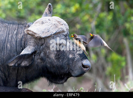 Afrikanischer Büffel oder Kaffernbüffel (Syncerus Caffer) und rot-billed Oxpeckers (Buphagus Erythrorhynchus) Reinigung Masai Mara Stockfoto