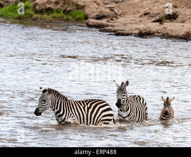 Ebenen Zebras (Equus Quagga, ehemals Equus Burchellii) auch bekannt als das gemeinsame Zebra oder Burchell Zebra Crossing Mara Fluss Stockfoto