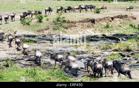 Herde von blau oder gemeinsame Gnus (Connochaetes Taurinus), die Überquerung eines kleinen Flusses Olare Orok Conservancy Kenia Afrika Stockfoto