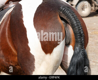 Pferd-Tail geflochten und vorbereitet für eine show Stockfoto