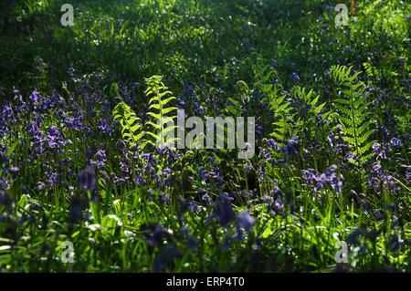 Bracken und blauen Glocken an einem perfekten Sommertag in england Stockfoto