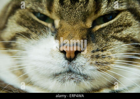 Tabby Katze hautnah Stockfoto