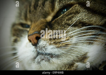 Tabby Katze hautnah Stockfoto