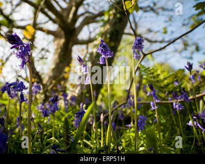 Glockenblumen, Hyacinthoides non-Scripta, entlang der Küste in Cornwall. Stockfoto