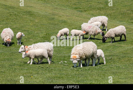 Schafe und Lämmer Weiden in einem sonnigen Englisch Feld Stockfoto