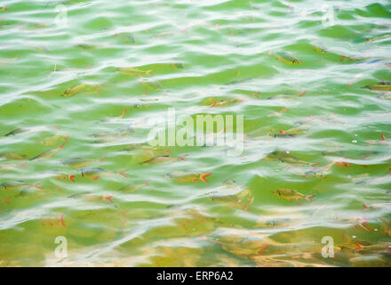 Kleine Fische im klaren See des Nationalparks. Stockfoto
