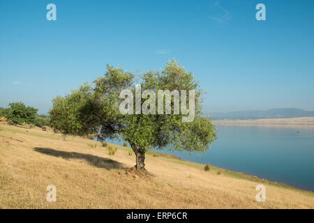 Korkeichen, punktieren die Landschaft in Andalusien, Spanien Stockfoto