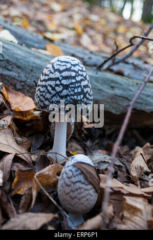 Pilzzucht einem dunkel Wald. Pilzesammeln. Stockfoto