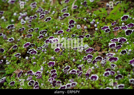 Nemophila Menziesii ("Penny Black") in voller Blüte Stockfoto