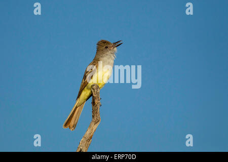 Brown-crested Flycatcher, Myiarchus Tyrannulus Tucson, Pima County, Arizona, Vereinigte Staaten von Amerika 4 Juni Erwachsenen singen Stockfoto