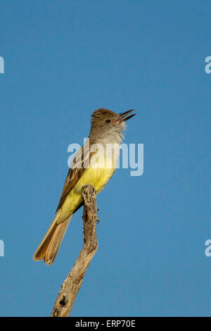 Brown-crested Flycatcher, Myiarchus Tyrannulus Tucson, Pima County, Arizona, Vereinigte Staaten von Amerika 4 Juni Erwachsenen singen Stockfoto