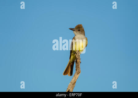 Brown-crested Flycatcher, Myiarchus Tyrannulus Tucson, Pima County, Arizona, USA 4 Juni Erwachsenen Tyrannidae Stockfoto