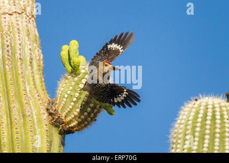 Gila Specht Melanerpes Uropygialis Tucson, Arizona, USA 4 Juni erwachsenen männlichen ausziehen aus Saguaro Kaktus. Stockfoto