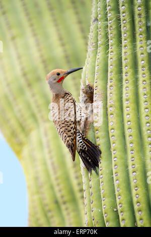 Vergoldete Flimmern Colaptes Auratus Tucson, Pima Co., Arizona, USA 4 Juni erwachsenen männlichen am Nest Loch im Saguaro Kaktus. Stockfoto