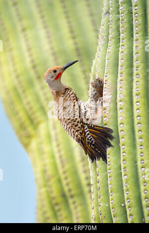 Vergoldete Flimmern Colaptes Auratus Tucson, Pima Co., Arizona, USA 4 Juni erwachsenen männlichen am Nest Loch im Saguaro Kaktus. Stockfoto