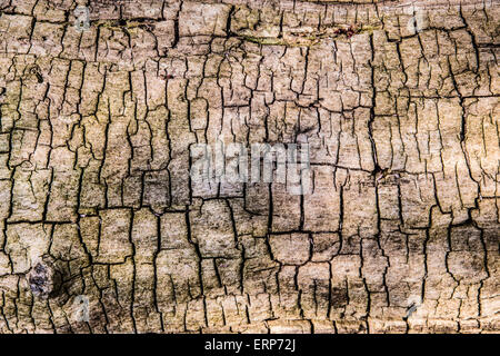 Getrocknete gebrochene Textur auf Holzblock Stockfoto