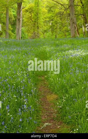 Wanderweg durch Teppich aus Glockenblumen und größere Stitchwort Stockfoto