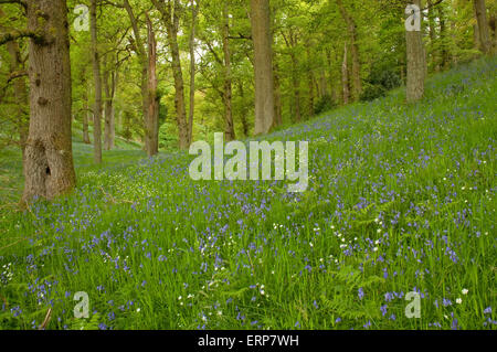 Eichenwälder mit einem Teppich aus Glockenblumen und größere Stitchwort Stockfoto