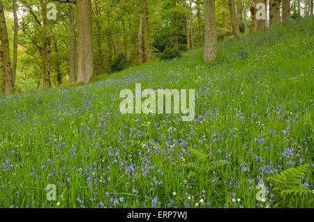 Eichenwälder mit einem Teppich aus Glockenblumen und größere Stitchwort Stockfoto