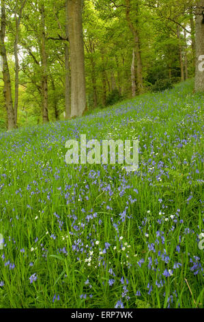 Eichenwälder mit einem Teppich aus Glockenblumen und größere Stitchwort Stockfoto